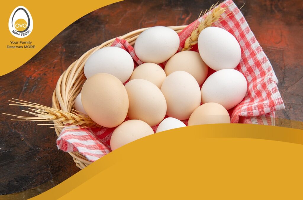 OVO FARM - A HYGIENIC APPROACH TO ACHIEVE THE BEST QUALITY EGGS